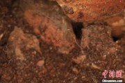 周易八字江西发现蜘蛛新物种 为研究呵叻蛛属适应区域提供依据
